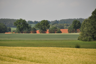 Feld in Suckwitz